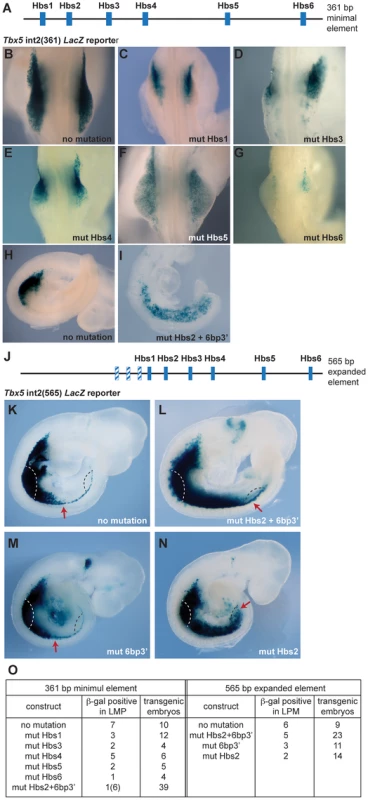 Mutation analysis of the <i>Tbx5</i> forelimb regulatory element.