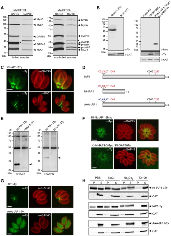 Identification of an IMC-associated protein recruiting the MyoC-glideosome to the basal polar ring.