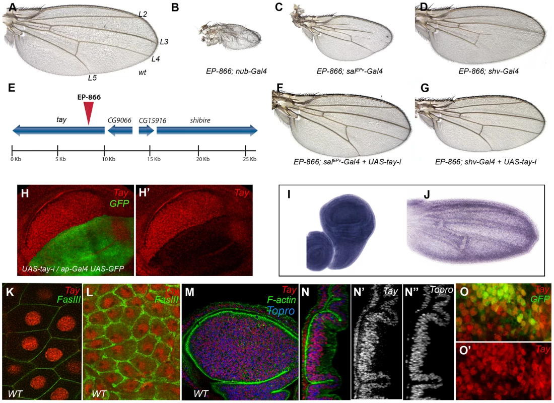 Genetic characterization of the <i>EP-866</i> insertion and expression analysis of <i>tay</i>.