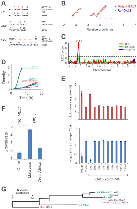 Recent, parallel inactivation of galactose utilization in multiple <i>S. cerevisiae</i> lineages.