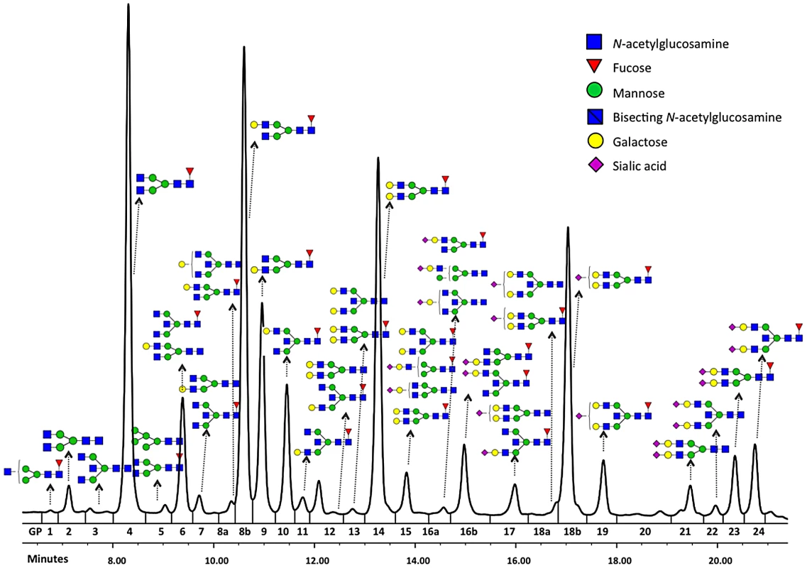 Structures of glycans separated by HILIC-UPLC analysis of the IgG glycome.