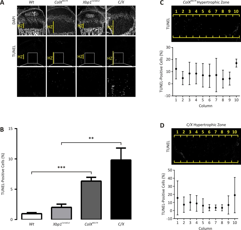 Apoptosis is elevated in 2 week <i>ColX</i><sup><i>N617K</i></sup> and <i>C/X</i> growth plate cartilage.