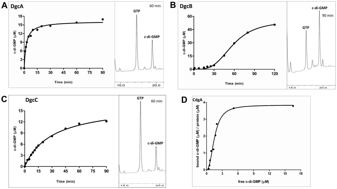 Enzymatic activity of the MBP-fusion proteins.