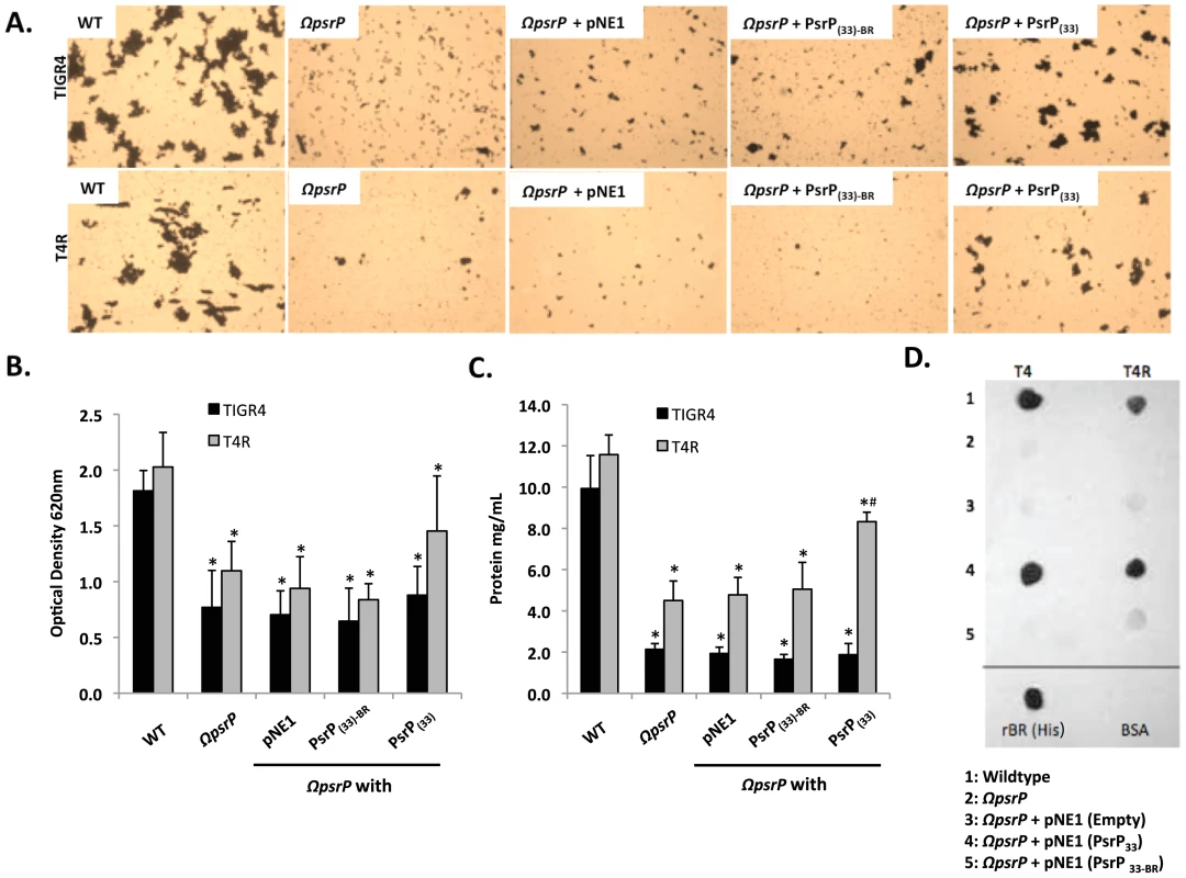 The BR domain of PsrP mediates intra-species bacterial interactions.