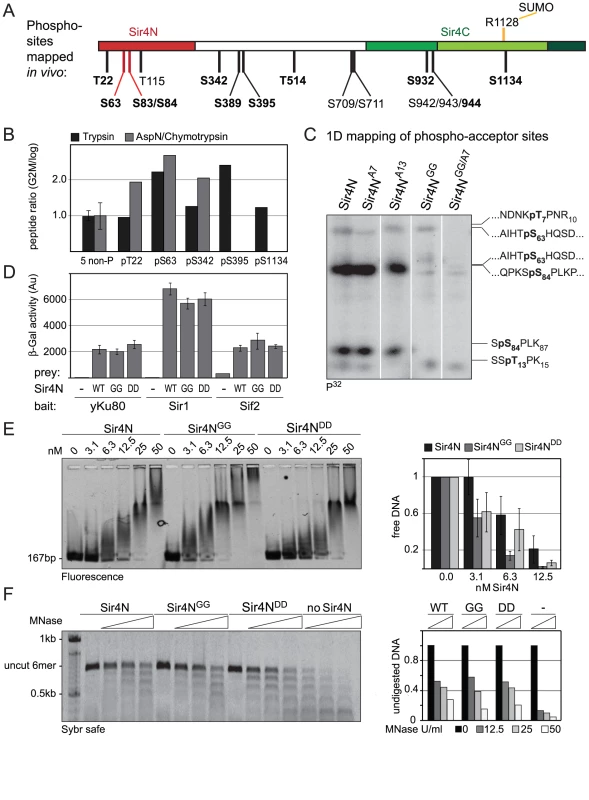 Sir4N is the major site of phosphorylation.