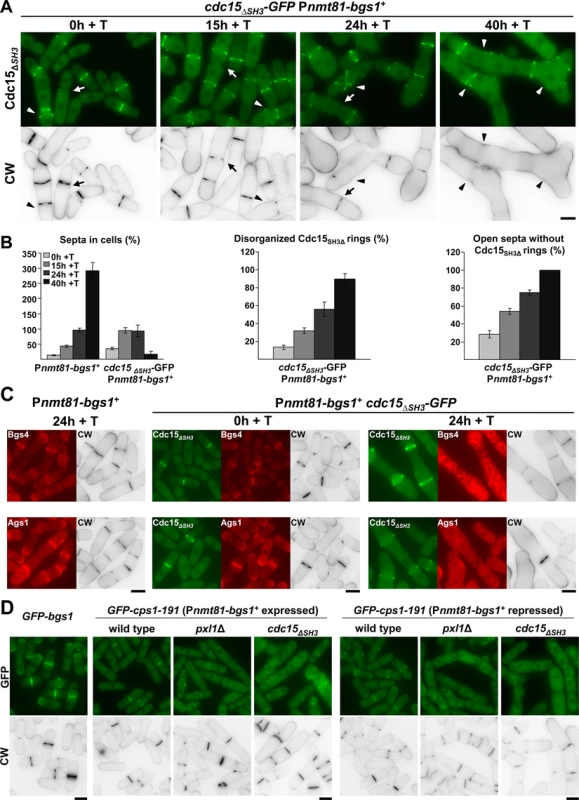Cooperation between Bgs1 and the SH3 Domain of Cdc15 is essential for CAR maintenance and septum formation.