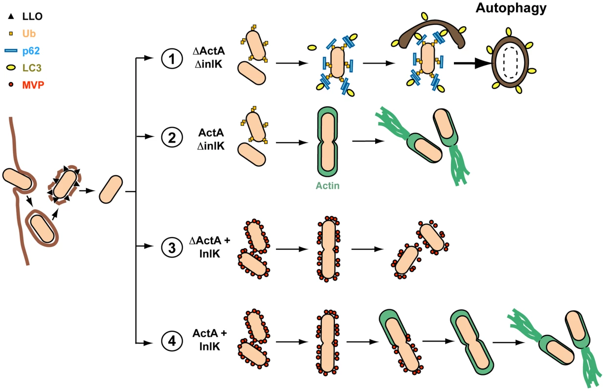 Model for escape of autophagic recognition for <i>L. monocytogenes</i> expressing InlK.