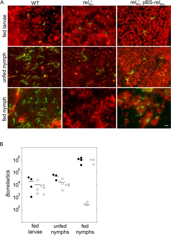 Tick persistence depends on <i>rel</i><sub>Bbu</sub>.