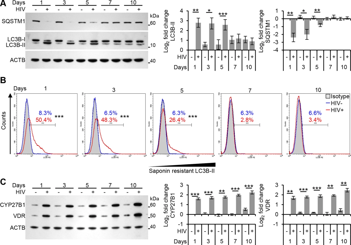 Autophagy is decreased at later time points post-infection in human macrophages.