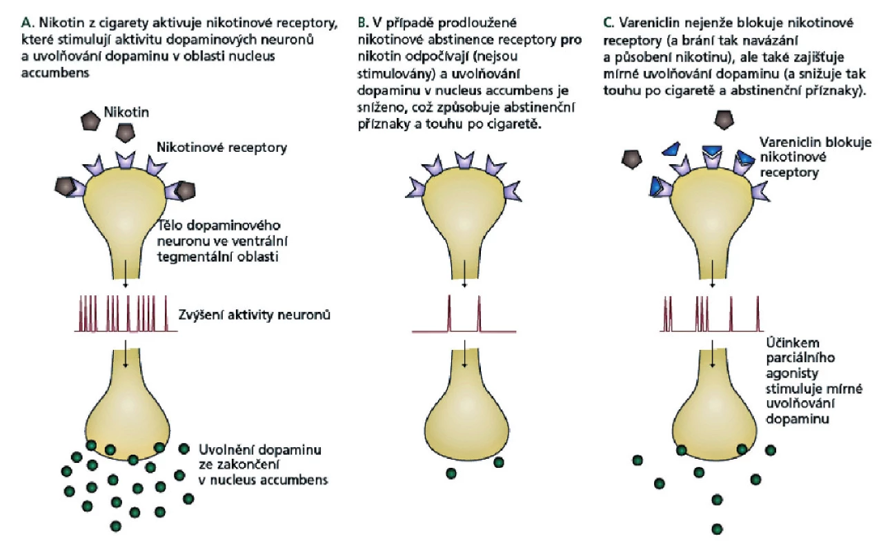 Mechanismus účinku vareniclinu při odvykání kouření