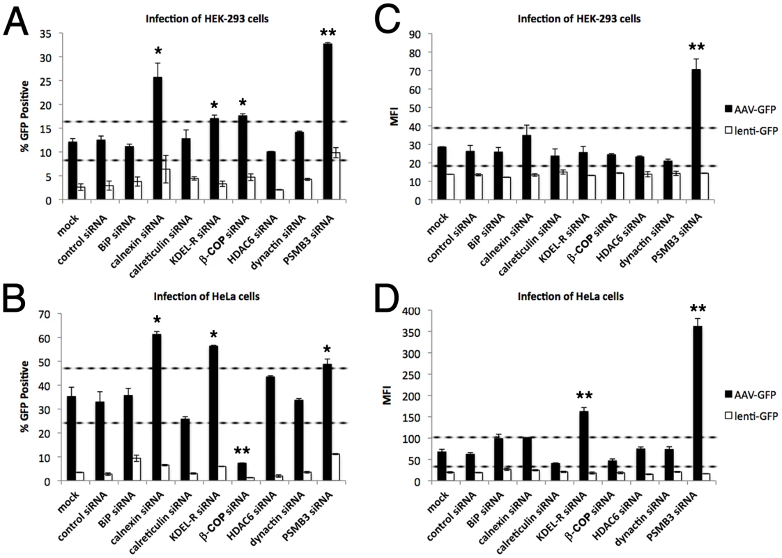 Knockdown of secretory pathway components or proteins involved in CFTR processing impacts AAV infection.