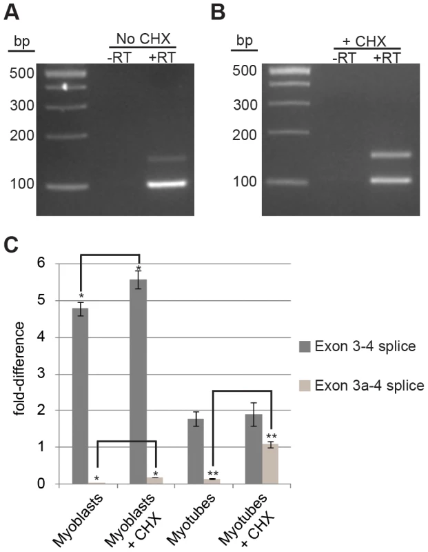 Cycloheximide (CHX) treatment of myotubes results in a 7-fold increase in alternative <i>Actg1</i>.