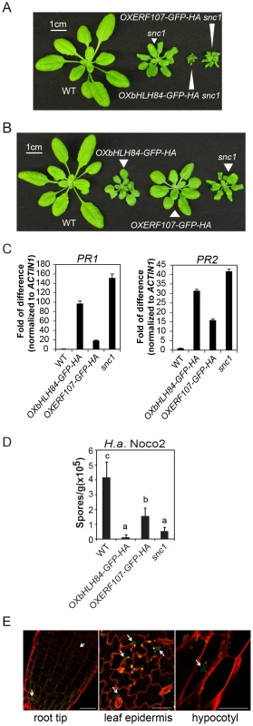 Characterization of <i>bHLH84</i> and <i>ERF107</i> overexpression (OX) lines.