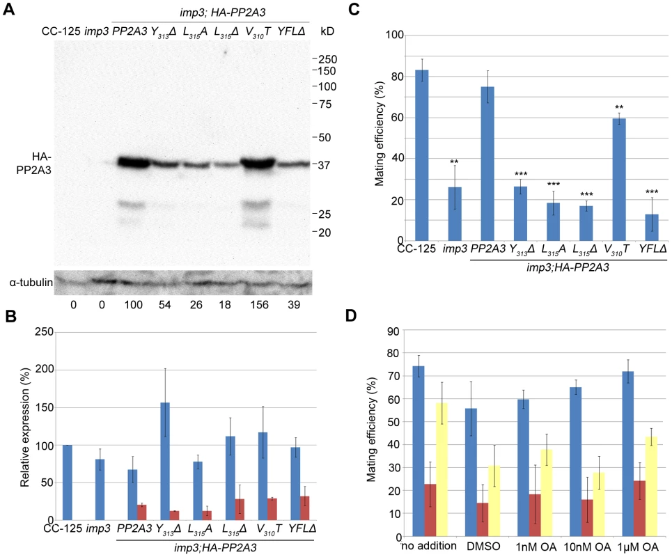 <em class="ref">Introduction</em> of HA-tagged PP2A3 transgene rescues the <i>imp3</i> mutant phenotype.