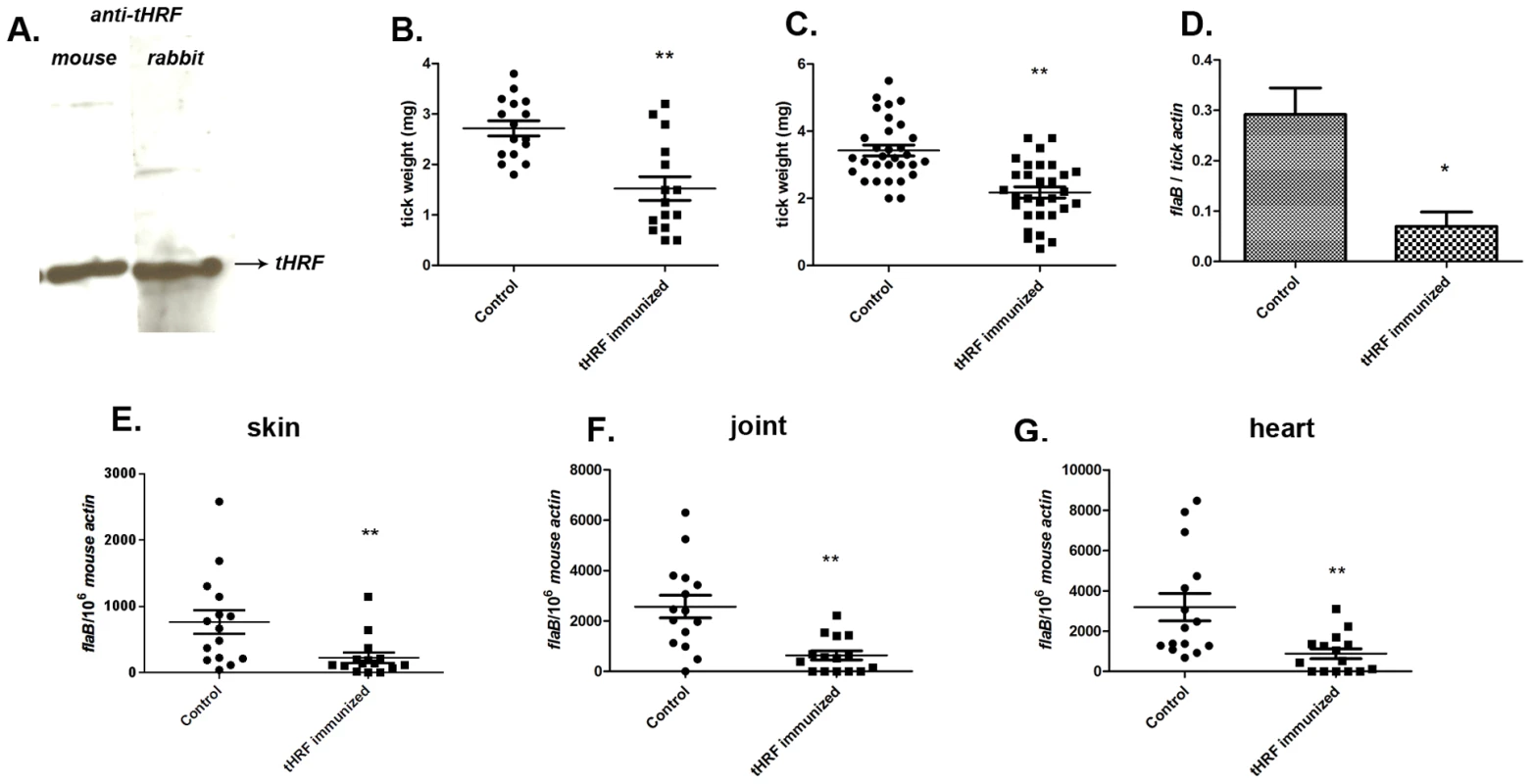 Tick feeding and <i>B. burgdorferi</i> transmission was significantly impaired in tHRF immunized mice.