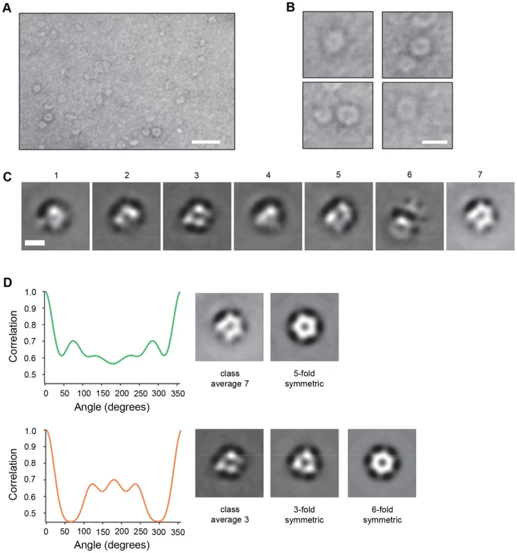 VP4 multimeric structure visualized by electron microscopy.