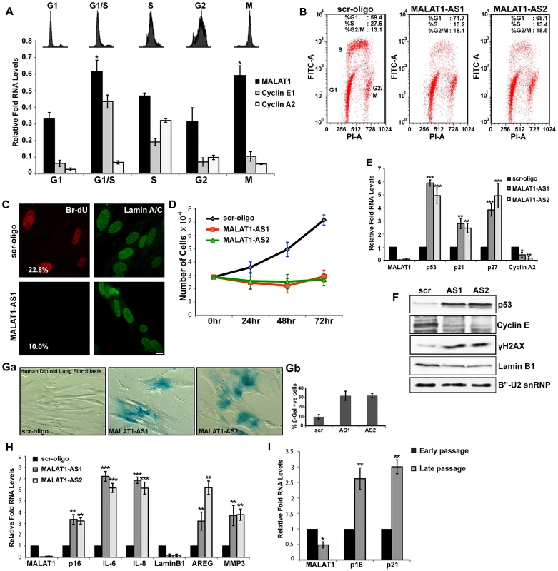 MALAT1 levels are cell cycle regulated and depletion of MALAT1 results in proliferation defect.