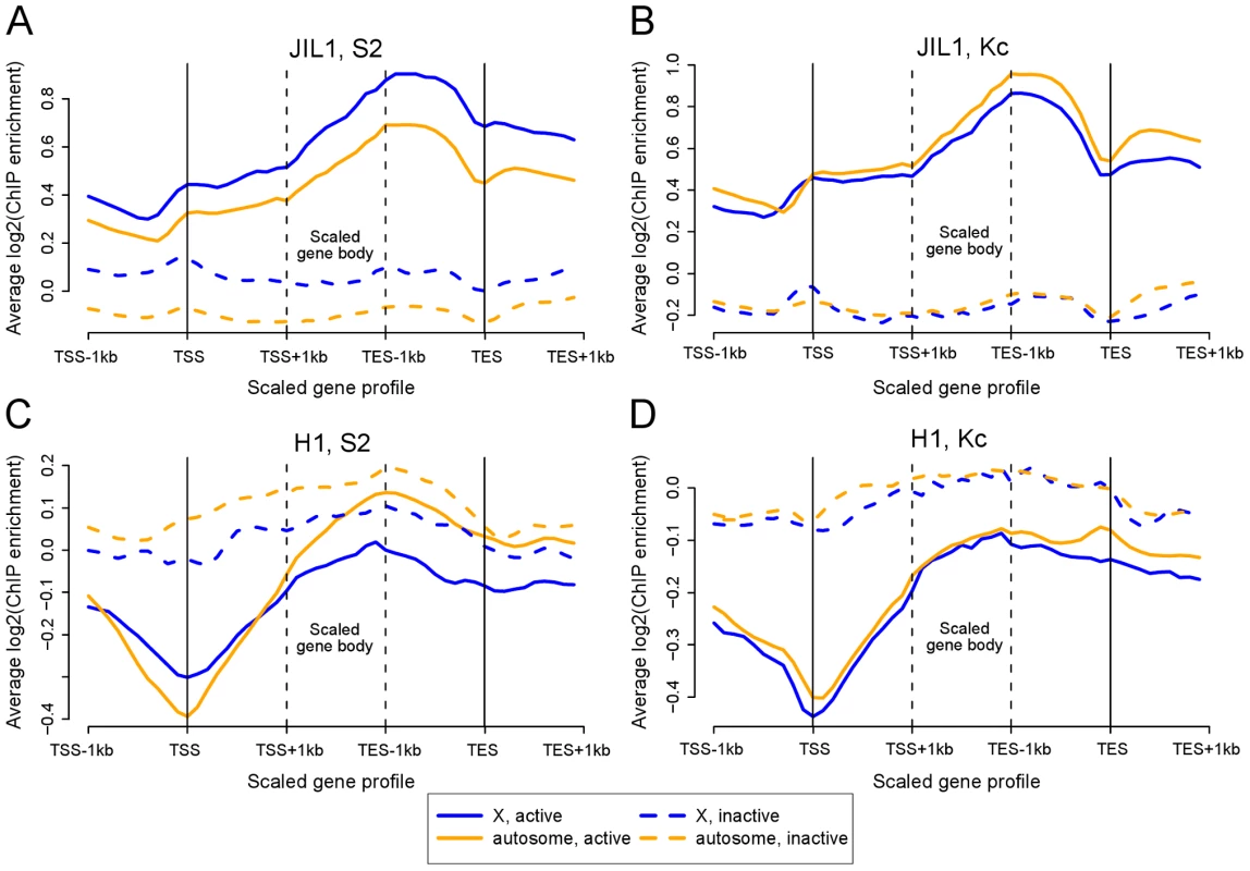 The bodies of active X-linked genes are enriched for JIL-1 kinase and depleted for histone H1 in S2 but not Kc cell lines.