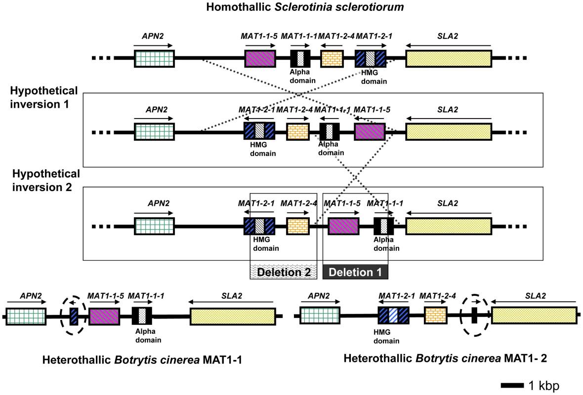 Configuration of the MAT loci in <i>S. sclerotiorum</i> and <i>B. cinerea</i> (strains B05.10 and T4).