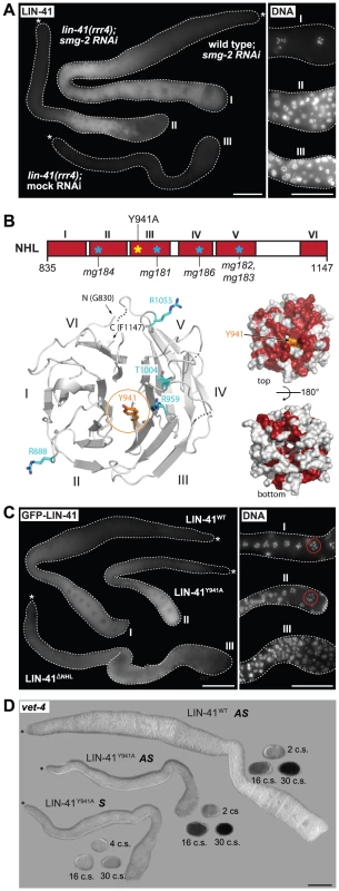 LIN-41 may control the germline-to-soma transition independently from its role in mRNA regulation.