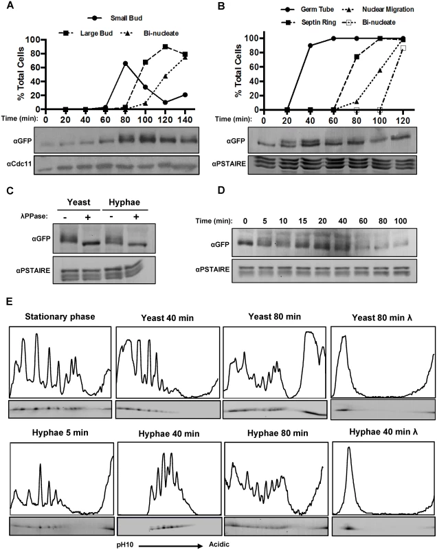 Fkh2 is differentially phosphorylated between yeast and hyphal growth.