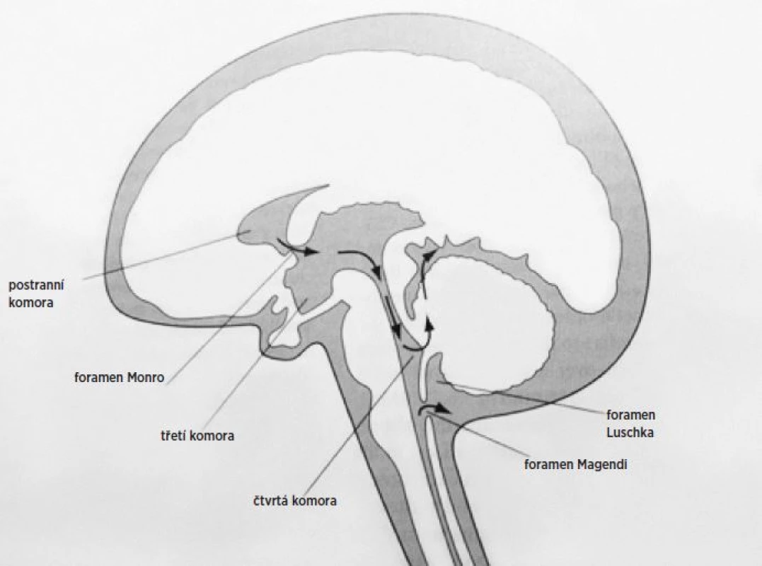 Cirkulace CSF