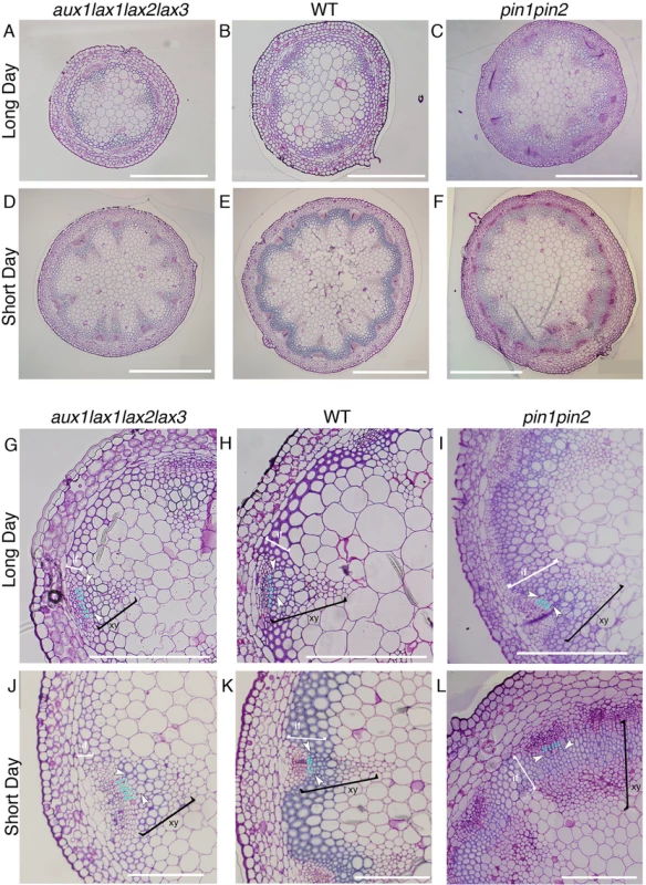 Vascular pattern and xylem differentiation phenotypes in long day and short day conditions for influx <i>aux1lax1lax2lax3</i> and efflux <i>pin1pin2</i> mutants.