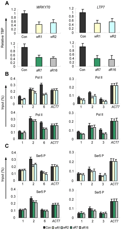 Distribution patterns and levels of TBP, of total RNA Pol II, and of Ser5P Pol II.
