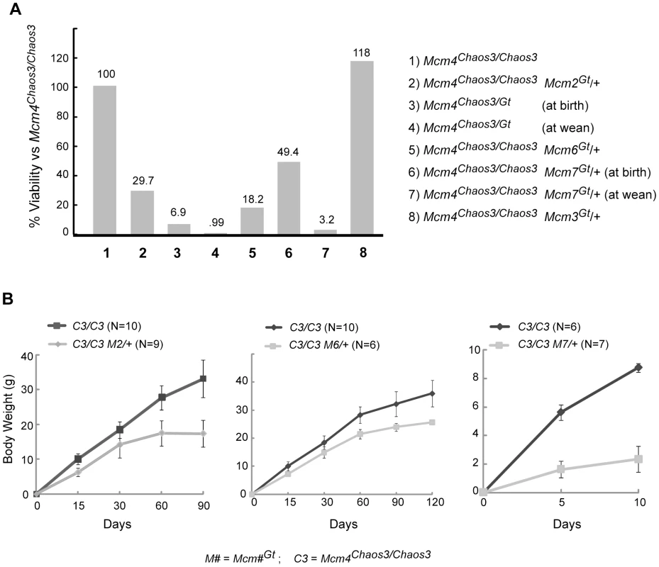 Synthetic lethality and growth retardation between <i>Mcm4<sup>Chaos3</sup></i> and <i>Mcm2</i>, <i>Mcm6</i> and <i>Mcm7</i>.