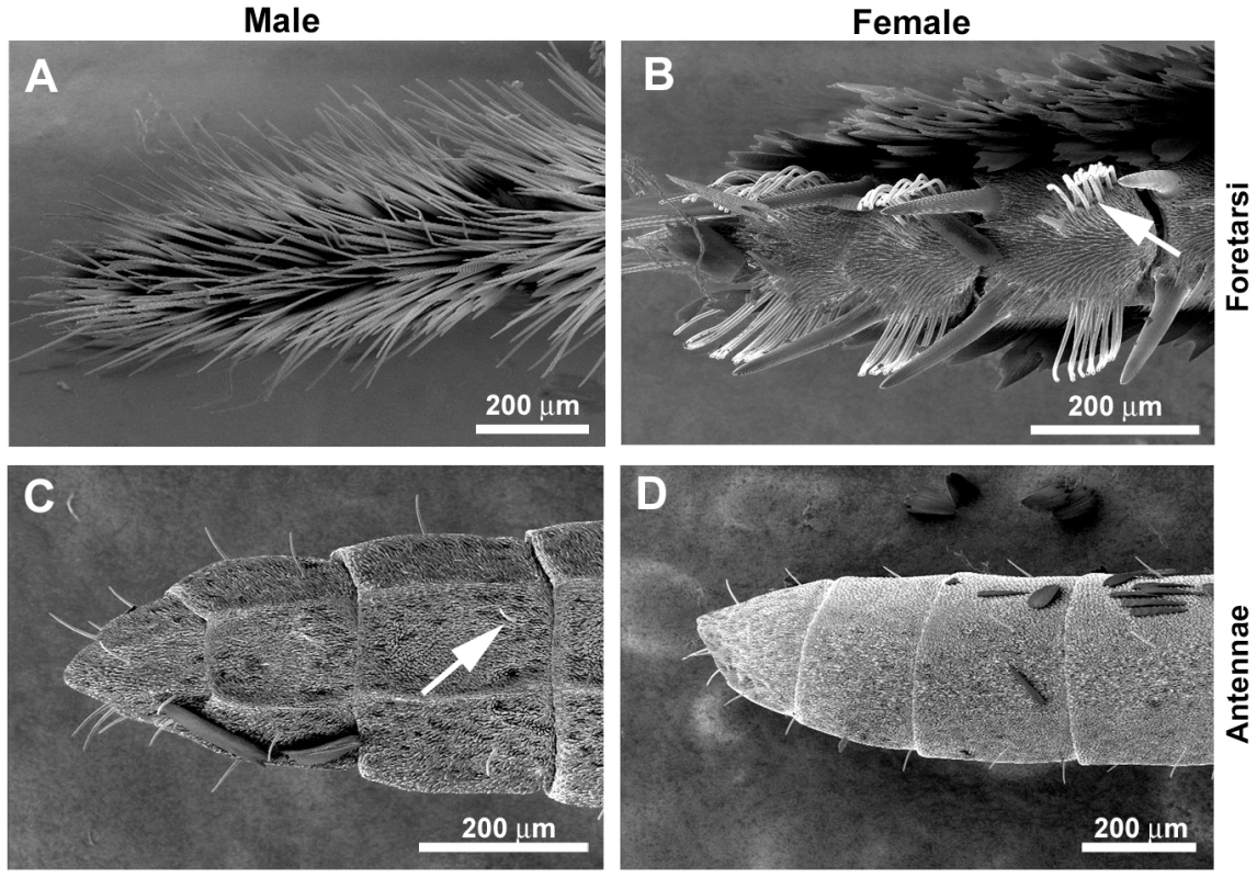 Sexual dimorphism in <i>H.</i> <i>melpomene</i> chemosensory tissues.