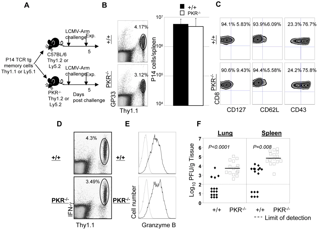 Secondary expansion of TCR tg memory CD8<sup>+</sup> T cells in +/+ and PKR<sup>−/−</sup> mice.