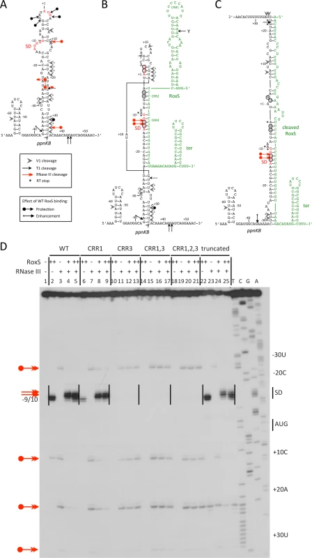 RNase III cleaves the <i>ppnKB</i>/RoxS duplex <i>in vitro</i>.