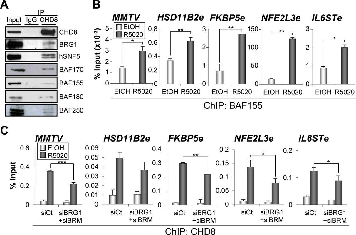SWI/SNF complexes interact with CHD8 and are involved in CHD8 recruitment.