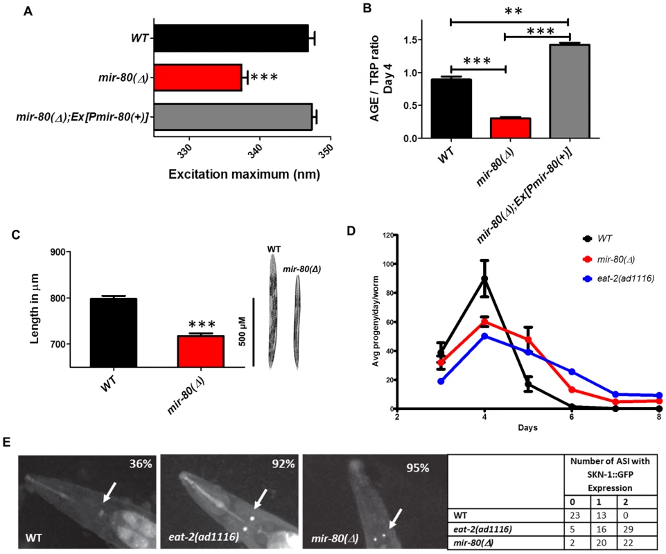 <i>mir-80</i>(Δ) exhibits multiple characteristics typical of DR animals.
