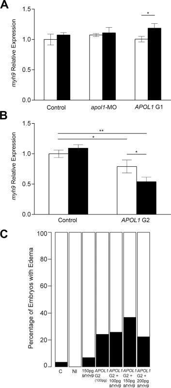 <i>myh9</i> expression in the context of <i>apol1</i>/<i>APOL1</i> modulation.
