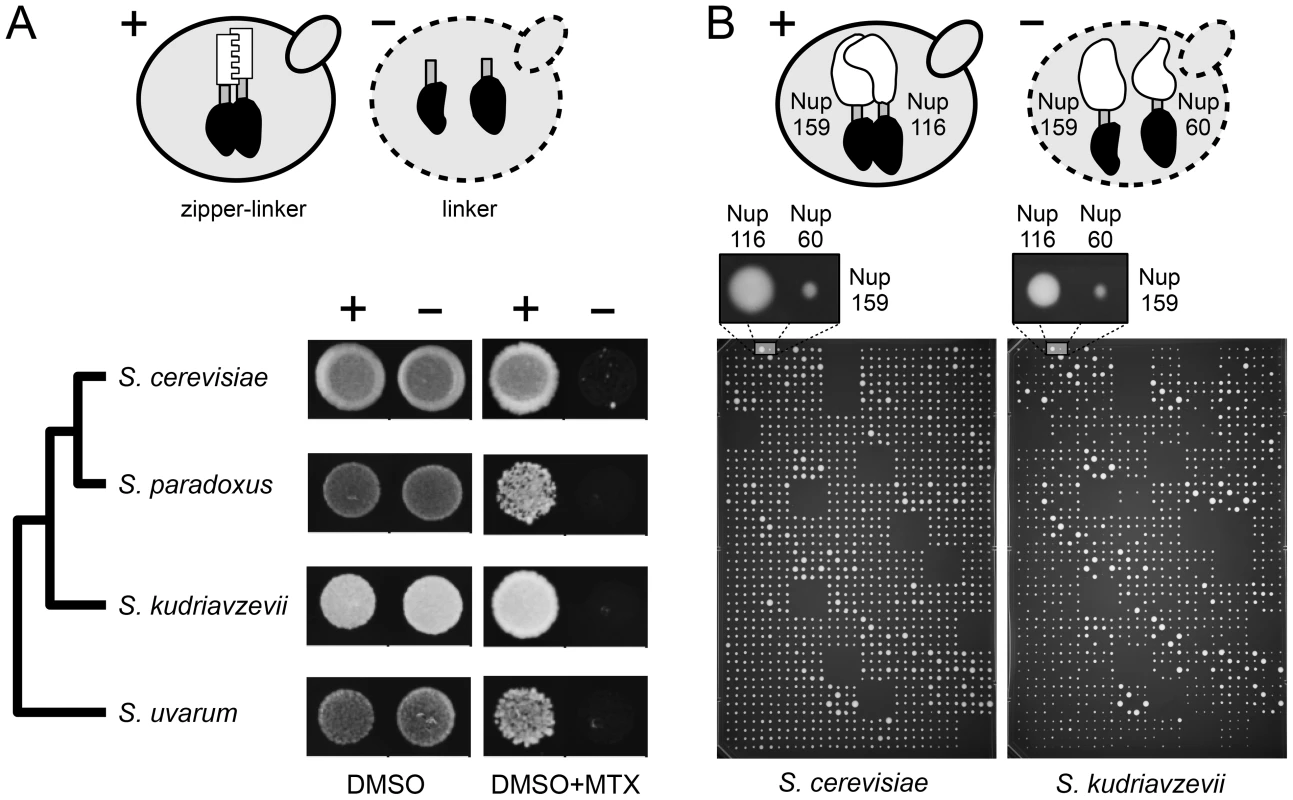 Optimization of the DHFR-PCA in four <i>Saccharomyces</i> species.