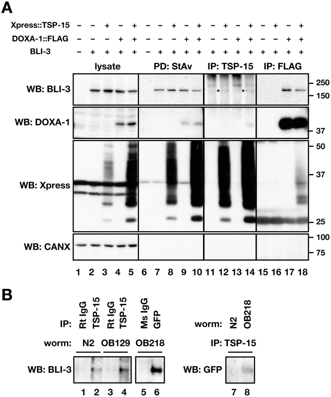 Direct association of BLI-3 with TSP-15 and DOXA-1.