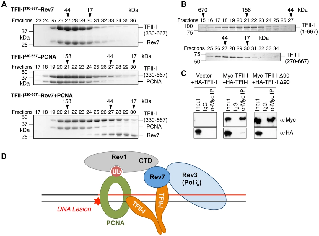 The TFII-I dimer bridges PCNA and Rev7.
