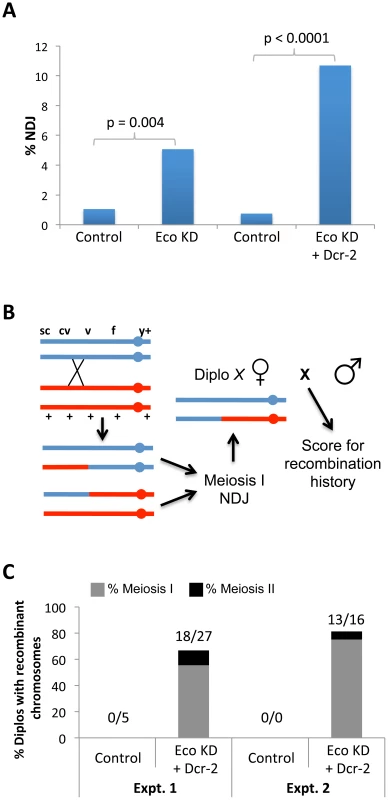 Chiasmata are not maintained if Eco is knocked down during mid-prophase I.