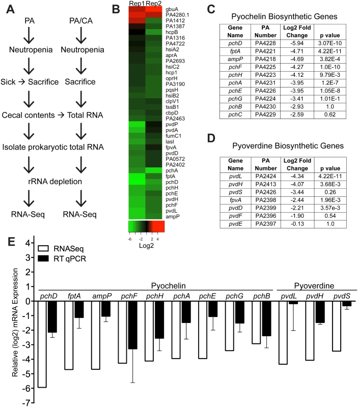 <i>C</i>. <i>albicans</i> suppresses pyochelin and pyoverdine biosynthetic pathways in <i>P</i>. <i>aeruginosa</i>.
