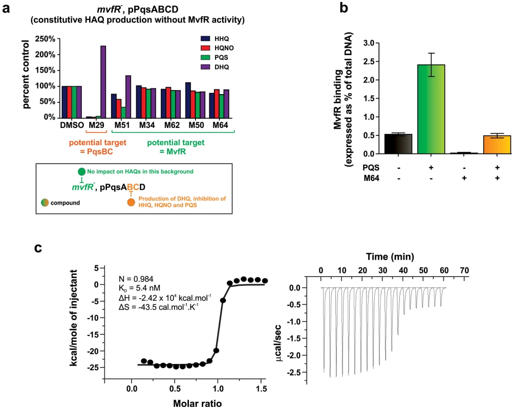 Identification of the molecular target and mode of action of the MvfR-regulon inhibitors.