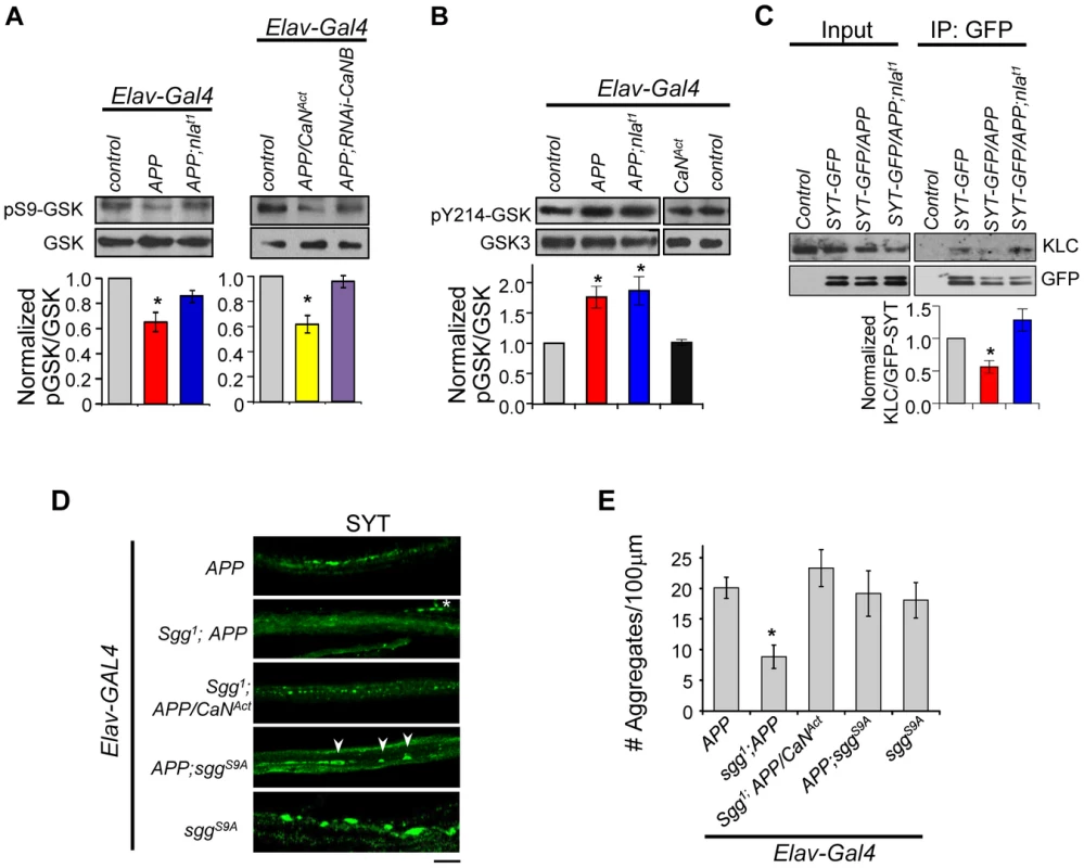 APP upregulation triggers changes in GSK-3β signaling downstream of calcineurin and affects synaptotagmin-kinesin interaction.