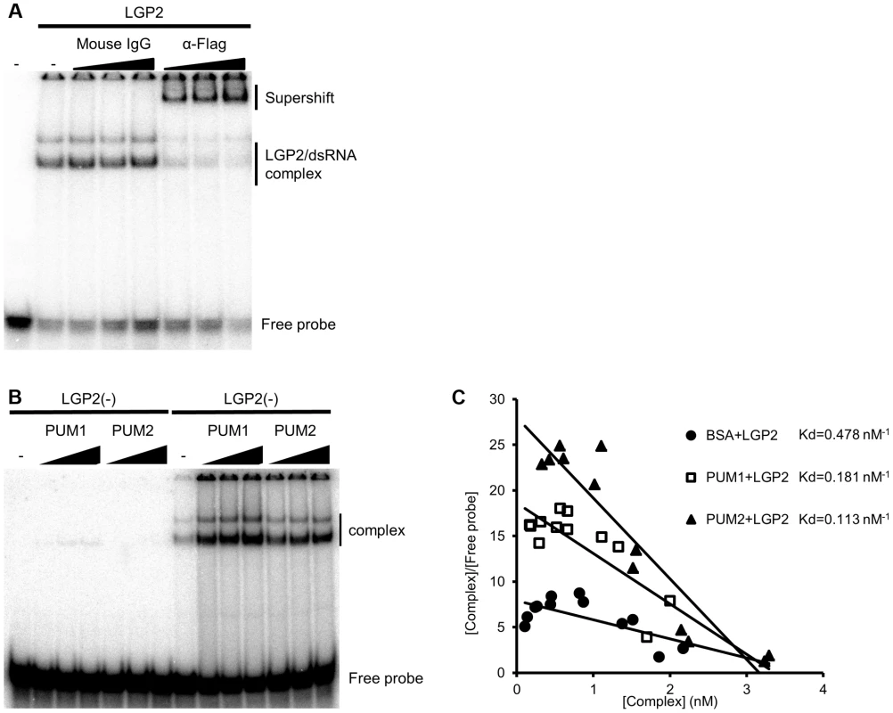 <i>In vitro</i> binding assay of dsRNA and LGP2.