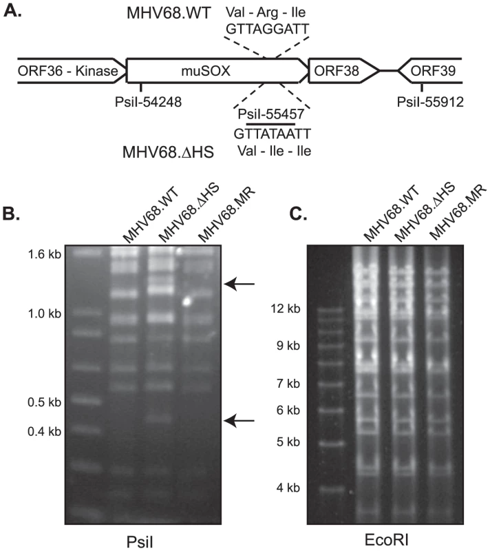 Generation of the MHV68.ΔHS virus.