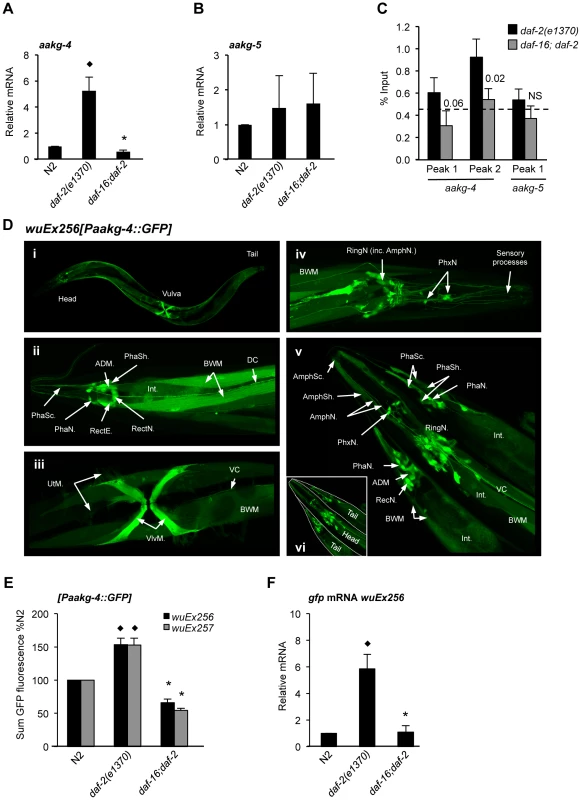 <i>aakg-4</i> transcription is directly regulated by DAF-16/FoxO.