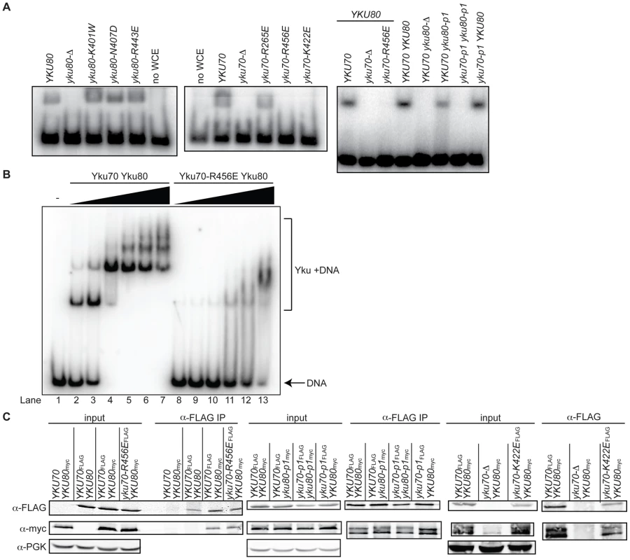 Generation of DNA end binding–defective Ku heterodimers.