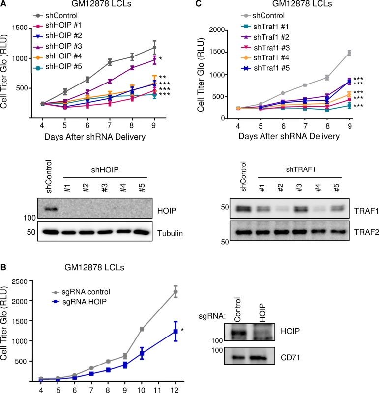 Depletion of HOIP or TRAF1 impairs LCL growth and survival.