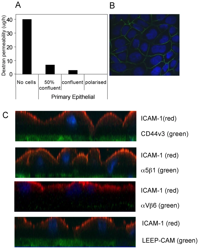 Polarization of primary tonsillar epithelial cells.