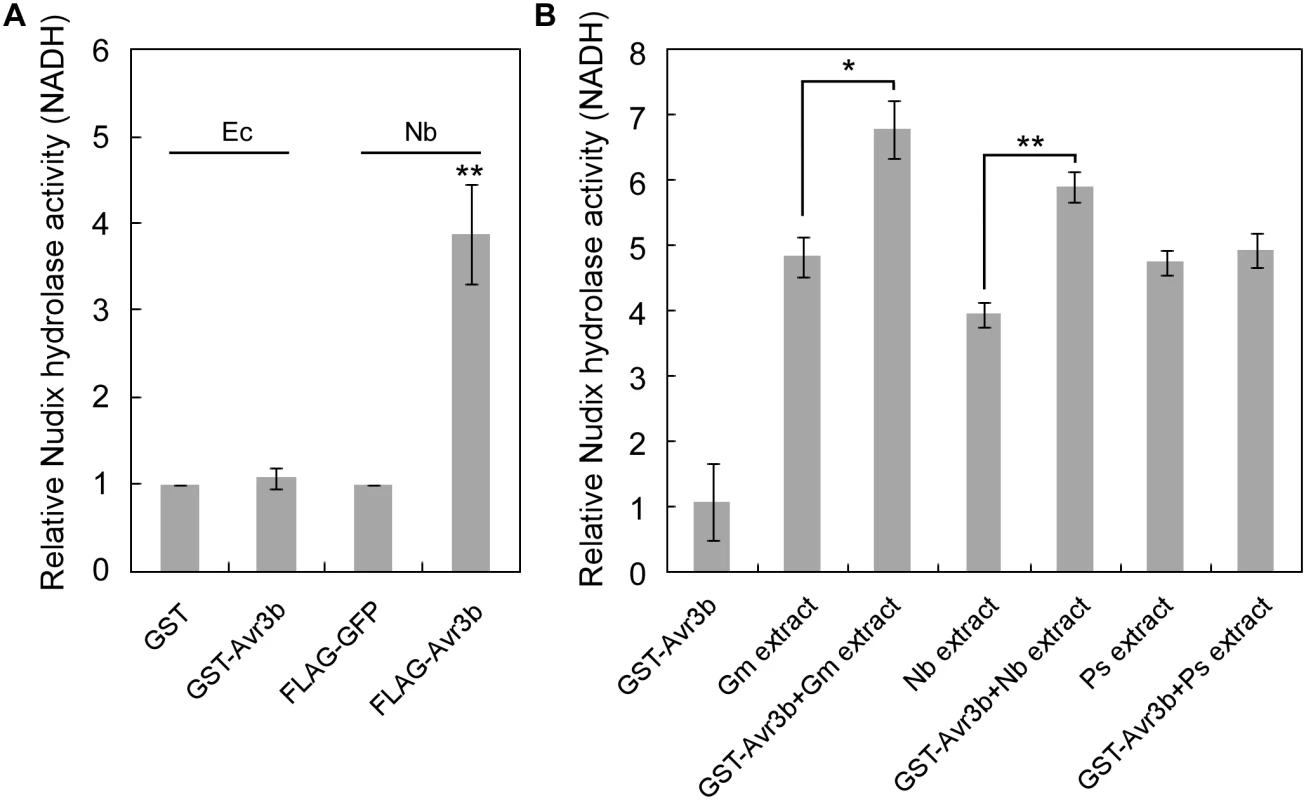 The enzymatic activity of Avr3b is activated by plant factors.