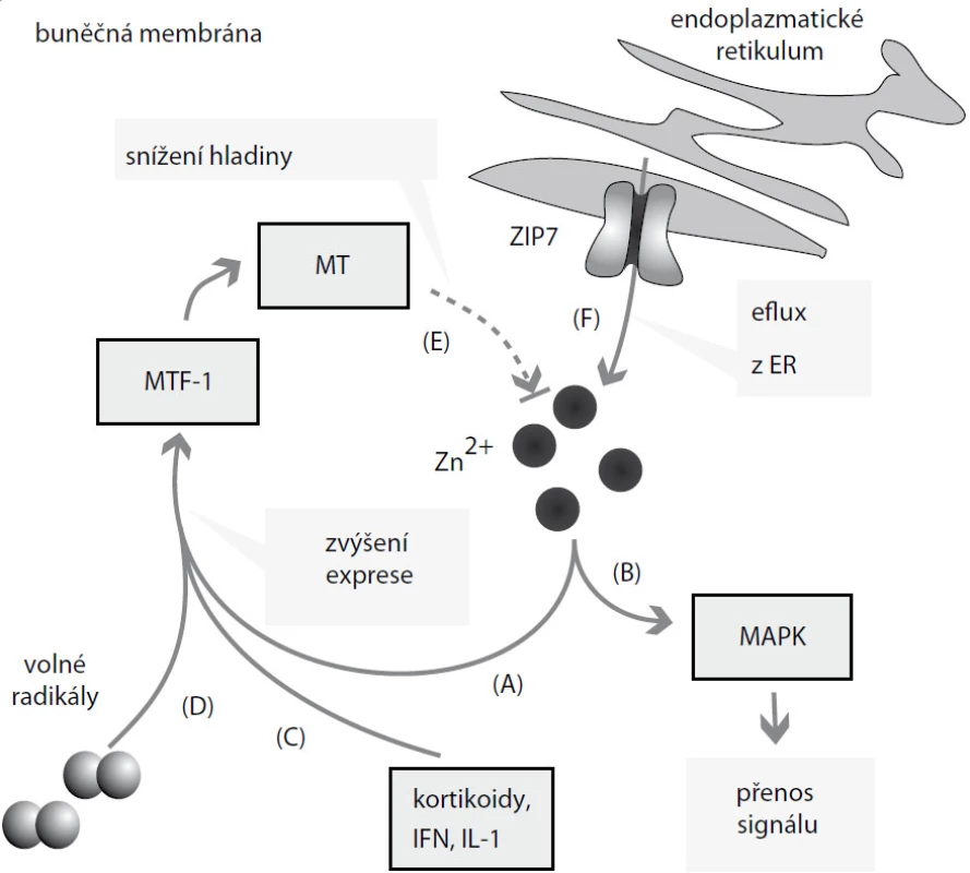 Účinky zinečnatých iontů. Zvýšené množství Zn<sup>2+</sup> se podílí na (A) zvýšení exprese metalothioneinu (MT) prostřednictvím metal regulatory transcription factor 1 (MTF-1) a na (B) transdukci signálu zprostředkované mitogen aktivovanými proteinovými kinázami (MAPK). Na zvýšení exprese MT se podílí (C) také interleukiny (IL), kortikoidy, interferon (IFN) a (D) volné radikály. MT následně (E) reguluje hladinu Zn<sup>2+</sup>. Endoplazmatické retikulum (F) plní roli zásobárny Zn<sup>2+</sup>, přenašeč ZIP7 jej transportuje do cytoplazmy.